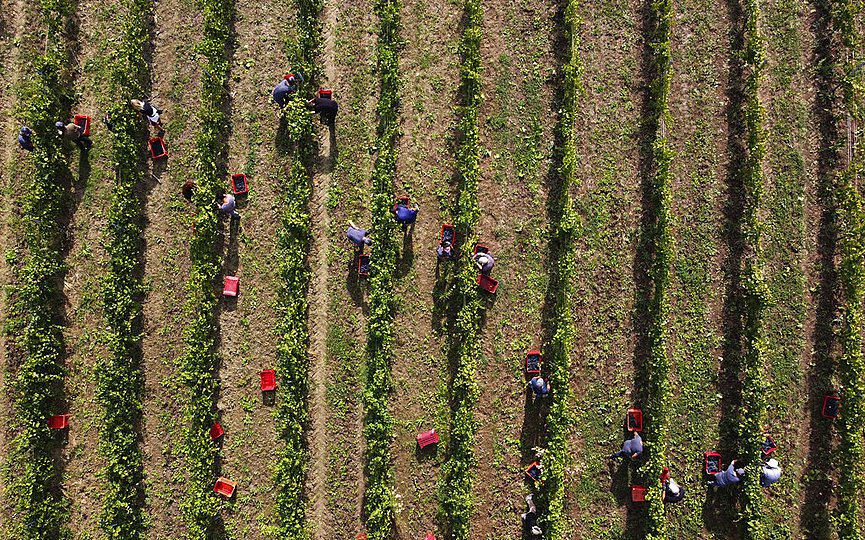 People work during the grape harvest in Rocca de Giorgi, Italy, Thursday, Sept. 10, 2020. (AP Photo/Antonio Calanni)