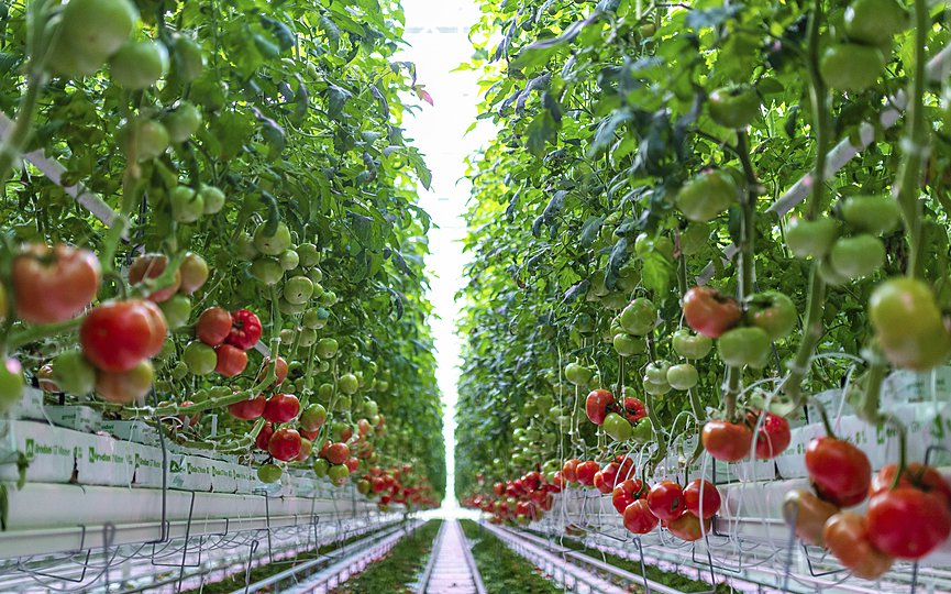 This Thursday, Jan. 14, 2021 photo provided by AppHarvest shows tomatoes being grown in their Morehead, Ky. facility. (AppHarvest via AP)