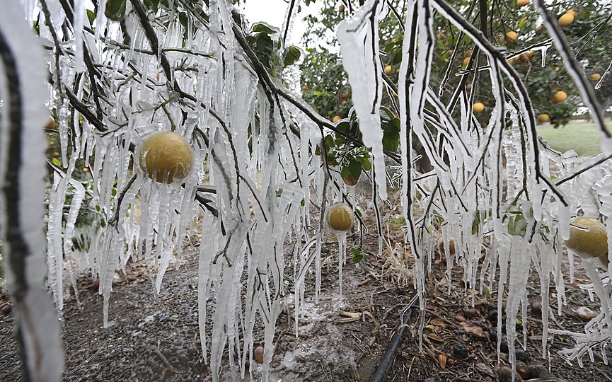 FILE - In this  Feb. 15, 2021, file photo, icicles form on a citrus tree from a sprinkler system used to protect the trees from the freezing temperatures in Edinburg, Texas. (Delcia Lopez/The Monitor via AP)