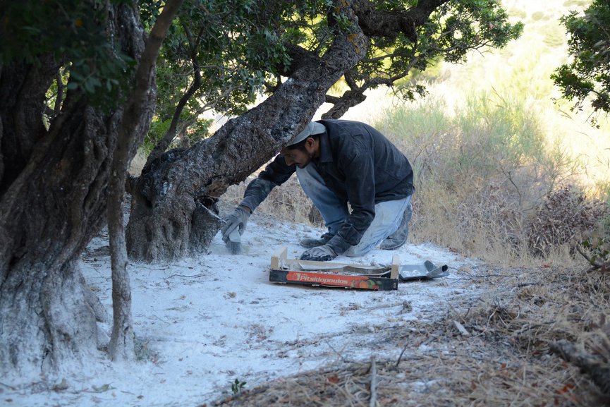 The process of taking care of the Chios Mastiha trees is labor-intensive. Photo: Courtesy of Adopt Chios Trees